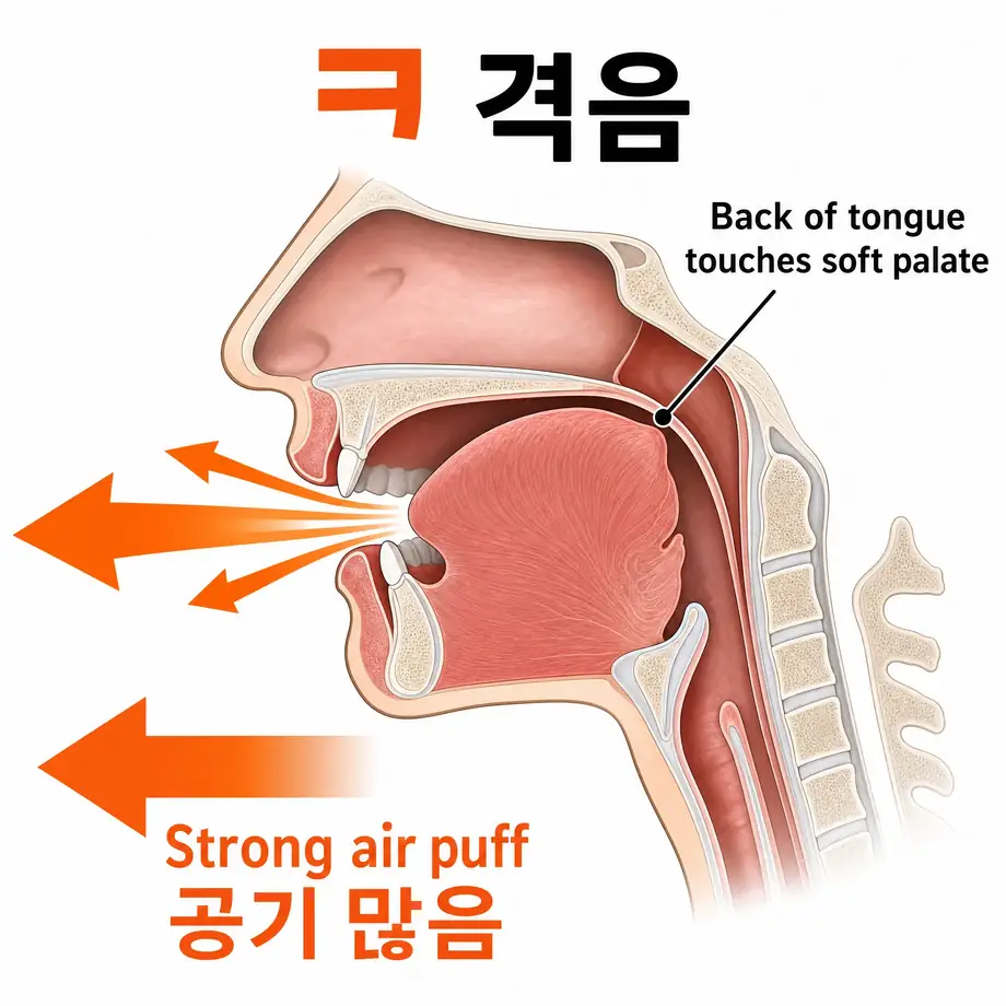 ㅋ 격음 혀 위치 다이어그램